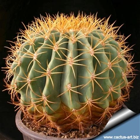 The closest (with the purple spines) looks like a fishhook barrel and the furthest ones look like golden barrels. Echinocactus diguetii
