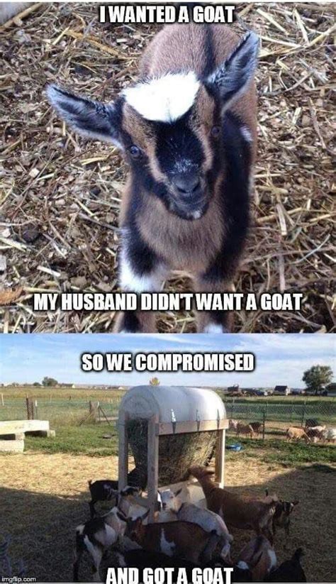 The best goat memes and images of may 2021. #babygoatfarm | Cute goats, Goats funny, Funny goat memes