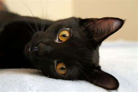 Szukaj więcej w bibliotece wolnych od tantiem zdjęć stockowych istock, obejmującej zdjęcia beżowy, które można łatwo i szybko pobrać. 7 Genes That Control Your Cat's Fur Color - Catster