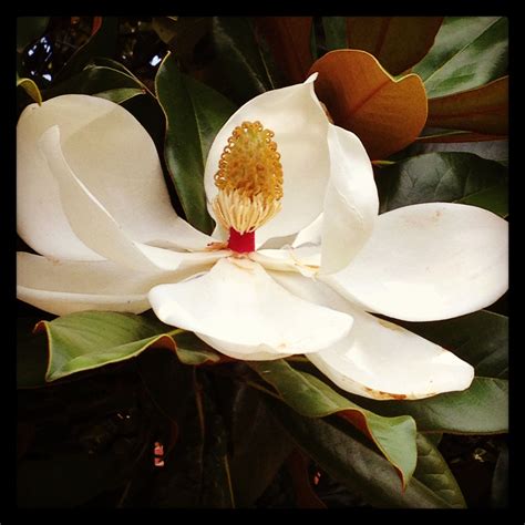 Mississippi State Flower Magnolia Johanne Lockhart