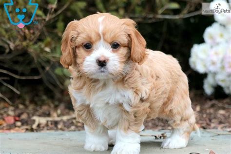 Cinderella Shih Tzu Puppy For Sale Near Lancaster Pennsylvania