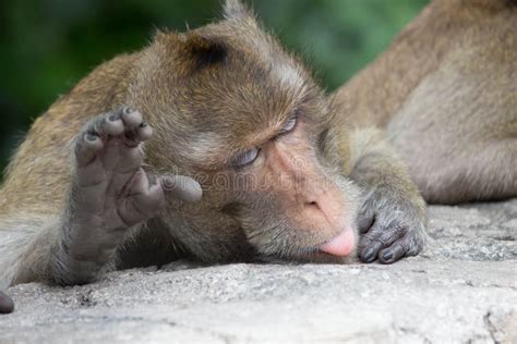 Monkeys Sleeping Stock Photo Image Of Natural Monkey 58317056