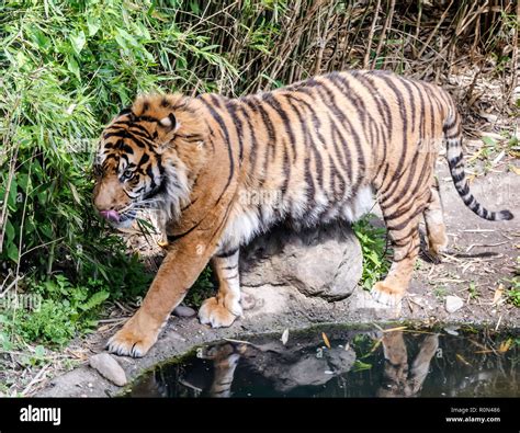 Sumatran Tiger Walking By The Pond Showing Its Tongue It Is A Panthera