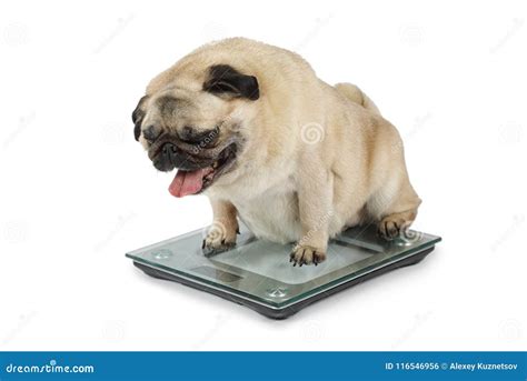 Fat Pug Dog Weighting On Floor Scales In A Studio Stock Photo Image