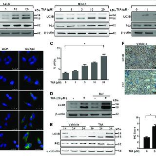 Induction Of Autophagy In Human Osteosarcoma Cells Following TIIA