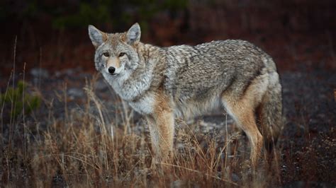 Officials Warn Coyotes Are Back Out And About Wset