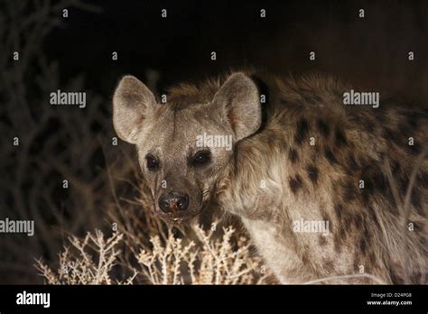 Spotted Hyena Crocuta Crocuta Adult Close Up Head Spotlit Night
