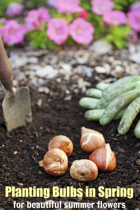 Planting Bulbs In Spring For Beautiful Summer Flowers