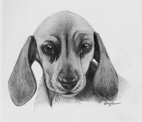 Learn how to draw a dachshund! Lois Lane - Adventures of a SuperPup: Dachshund Sketch