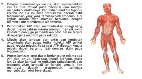 Sistem Otot Pada Manusia