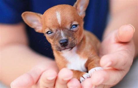 Find puppies and breeders in your area and helpful information. Find Dogs And Puppies For Sale Near Me | Pets & Animals ...