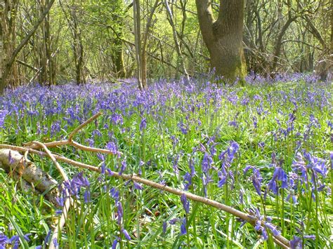 Life Between The Flowers Bluebells Of Ancient English Woodlands