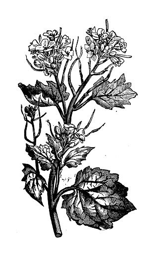 Antique Botany Illustration Alliaria Petiolata Garlic Mustard Stock
