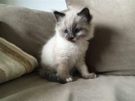 Ragdoll Kittens For Sale In Southampton Hampshire Gumtree