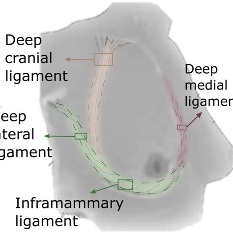 Suspensory Ligament Anatomy