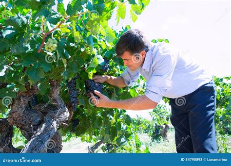 Winemaker Oenologist Checking Bobal Wine Grapes Stock Image Image Of