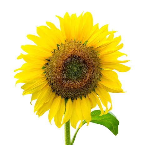 Sunflower Isolated On White Background With Clipping Path Stock Photo