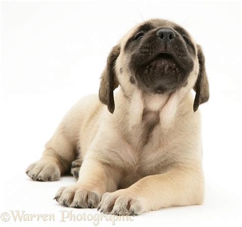 Dog Sad Fawn English Mastiff Pup Photo Wp11662
