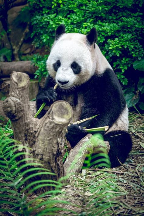Hungry Giant Panda Stock Photo Image Of Habitat Panda 48920374