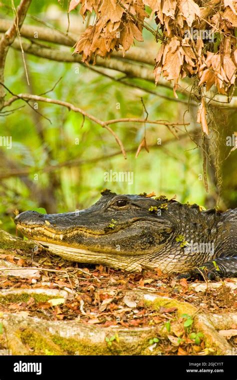 Corkscrew Swamp Sanctuary Florida Usa American Alligator Resting On