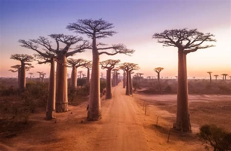 Avenue Des Baobabs à Madagascar Banques Dimage Ministère Du Tourisme