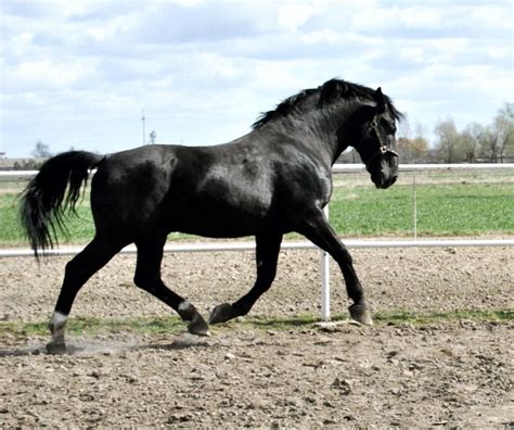 polish breeds  horses vera equine llc