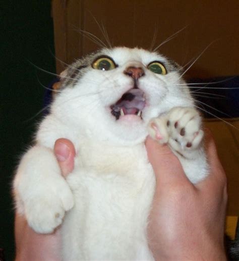 Scared Cat Funny Cat Photos Silly Cats Pictures Funny Cat Pictures
