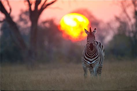 Zebra Sunset In South Africa Africa Sunset African Sunset Cute Animals