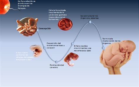 Etapas Del Desarrollo Prenatal Humano