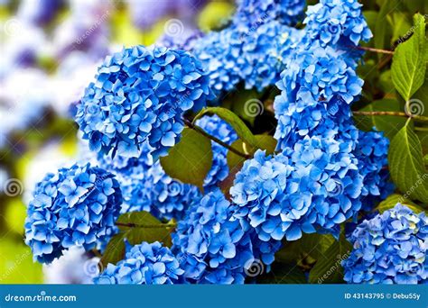 Blue Hydrangea Flower Heads Stock Image Image Of Flower Ornamental