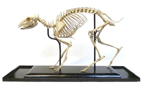 Specimen Of The Week 233 The Mouse Deer Skeleton Ucl Museums