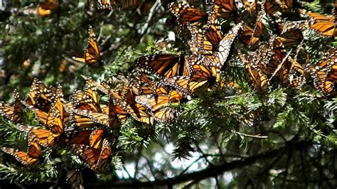Best Time To See The Monarchs In Mexico Authentic Mexico Travel Small