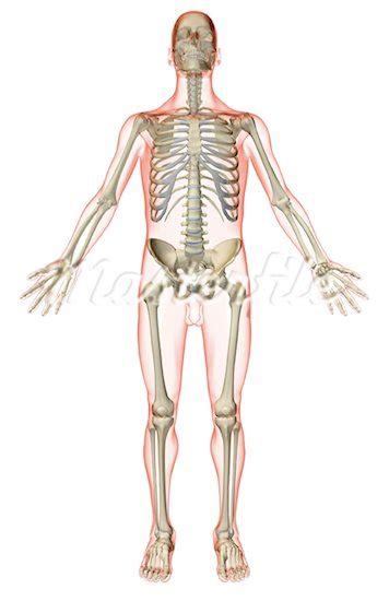 Skeletal System Blank Diagram