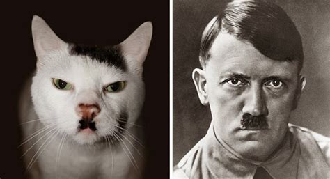 10 Cats That Look Like Famous People And 10 Famous Cat Owners 10 Котки