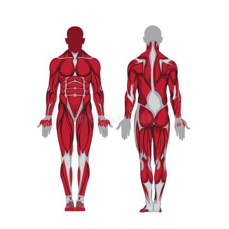 Human Body Anatomy Man Stock Illustration Illustration Of Human