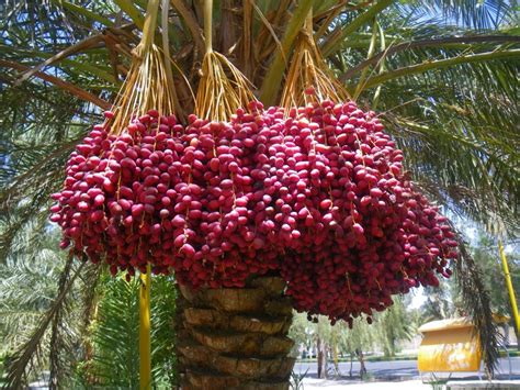 Beautiful Very Nice Dates Tree Hd Wallpapers