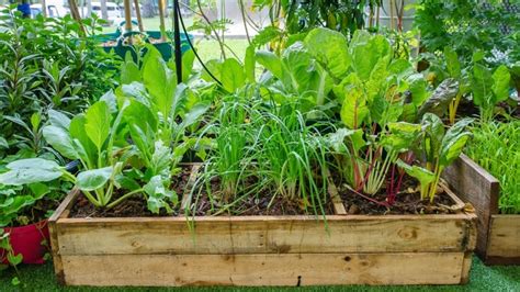 Small Space Edibles Food You Absolutely Can Grow In Your Tiny Garden