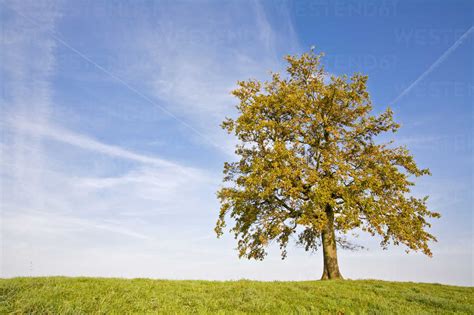 Germany Bavaria Beech Tree Stockphoto
