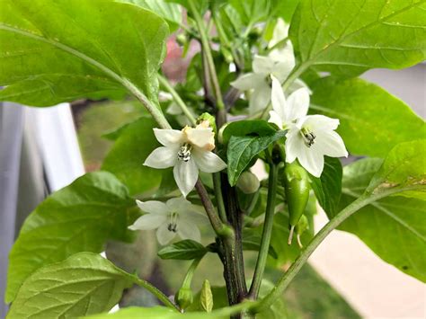 Bell Pepper Flowering Early Causes And Solutions The Garden Hows