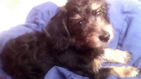 adorable male doxiepoo puppy black tan  cream youtube