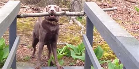 Determined Dog Solves Problem Of Getting Big Stick Across Small Bridge