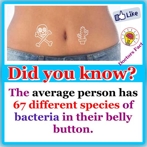 Fact About Your Belly Button Facts About Humans Facts Did You Know