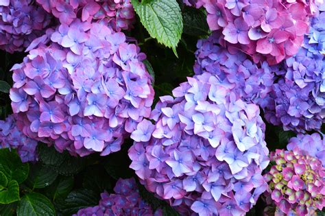Blue hydrangea is a plant available during spring and summer. Five Mistakes You're Making with Your Hydrangeas | Martha ...