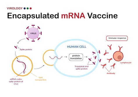 What Happens When The Covid 19 Vaccines Enter The Body A Road Map For