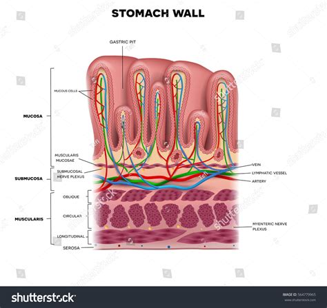 Stomach Wall Layers Detailed Anatomy Beautiful Stock Illustration