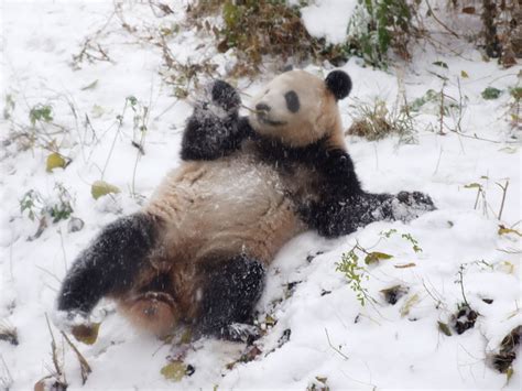 Giant Panda In Snow Zoochat
