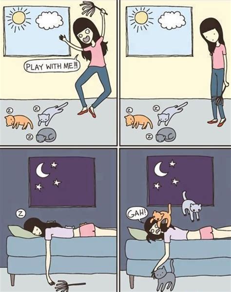 Funny Pictures That Explain Accurately The Faulty Logic Of Cats Cats