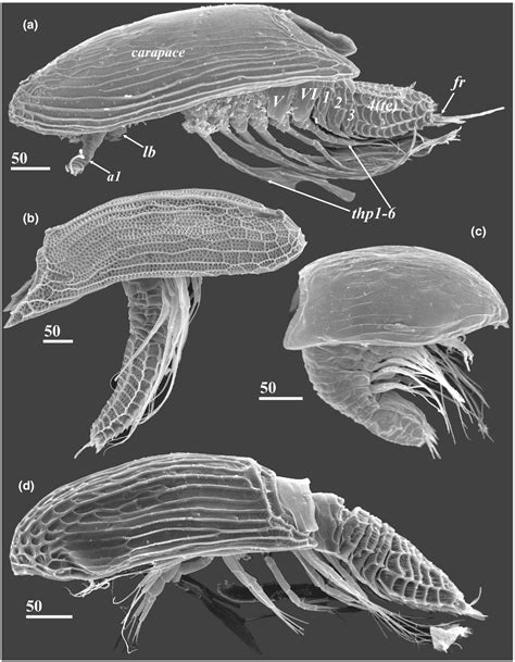 A Synthesis Of The External Morphology Of Cypridiform Larvae Of Facetotecta Crustacea