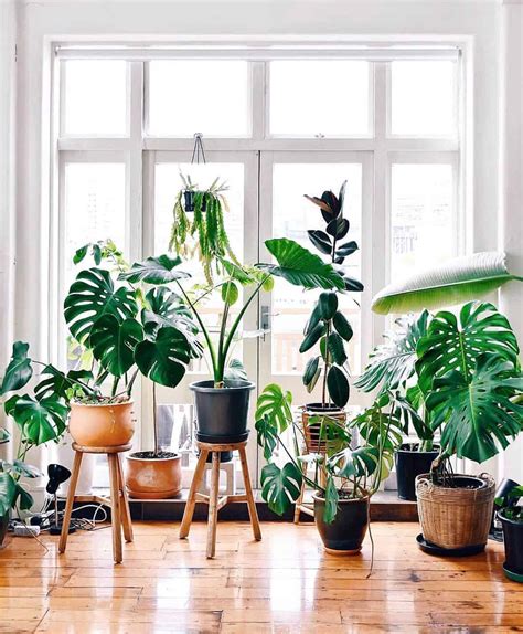 Best Houseplants For Low Light Rooms Shelly Lighting