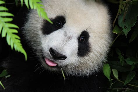 This Little Panda Cub Sticking Out Its Tongue Raww